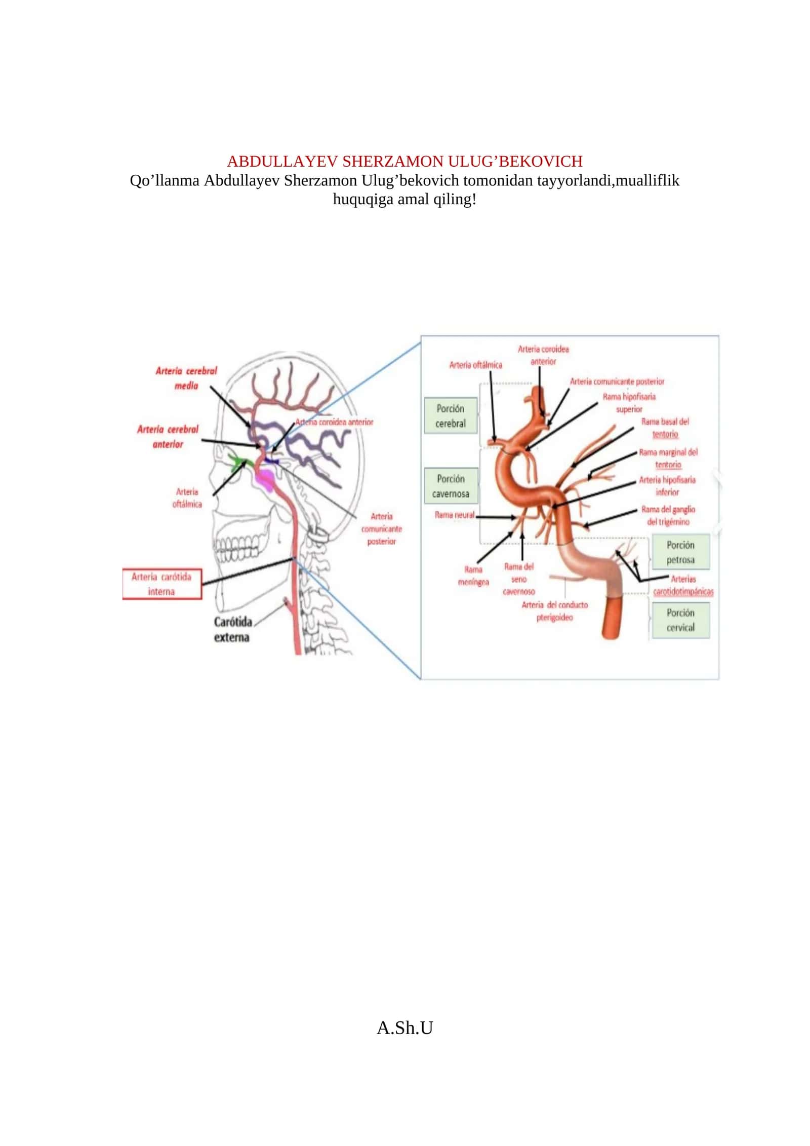 Ichki uyqu arteriyasi 1