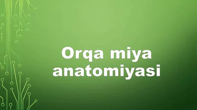 Orqa miya anatomiyasi 1