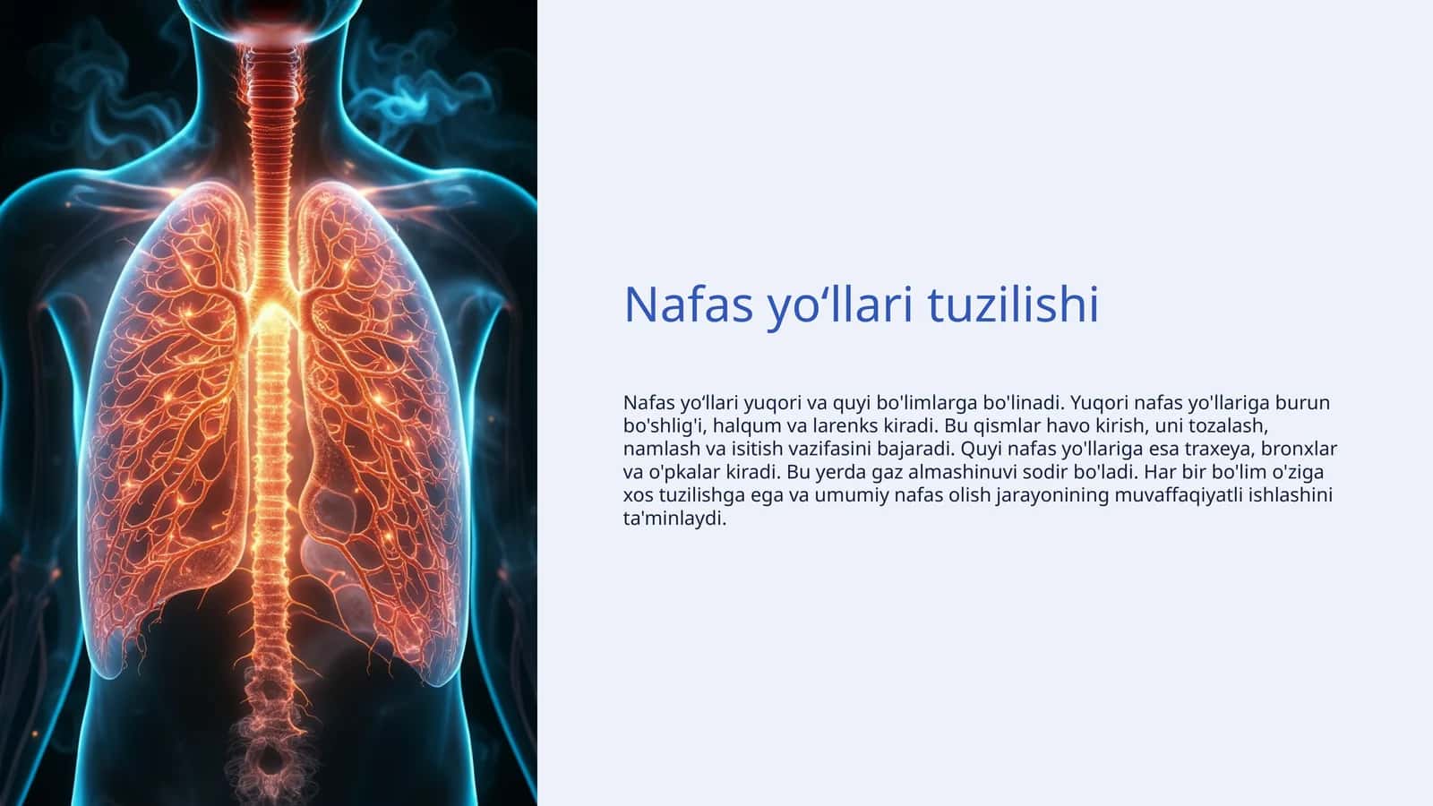 Nafas yoʻllari tuzilishi 1
