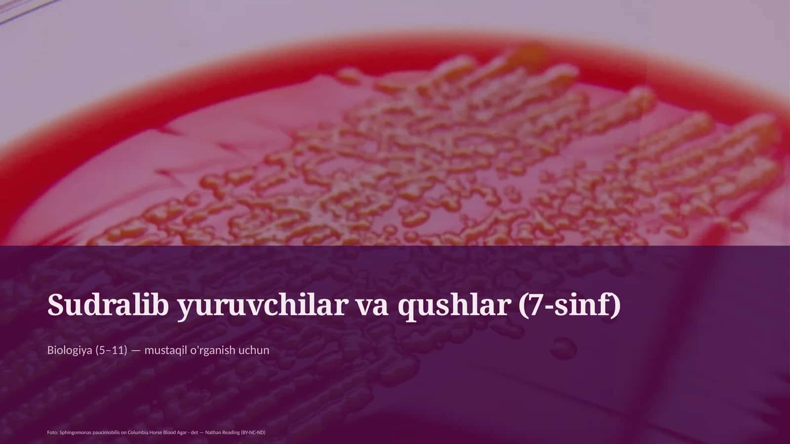 Sudralib yuruvchilar va qushlar (7-sinf) 1