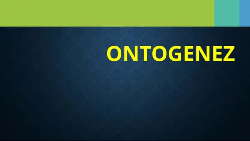 Ontogenez 1