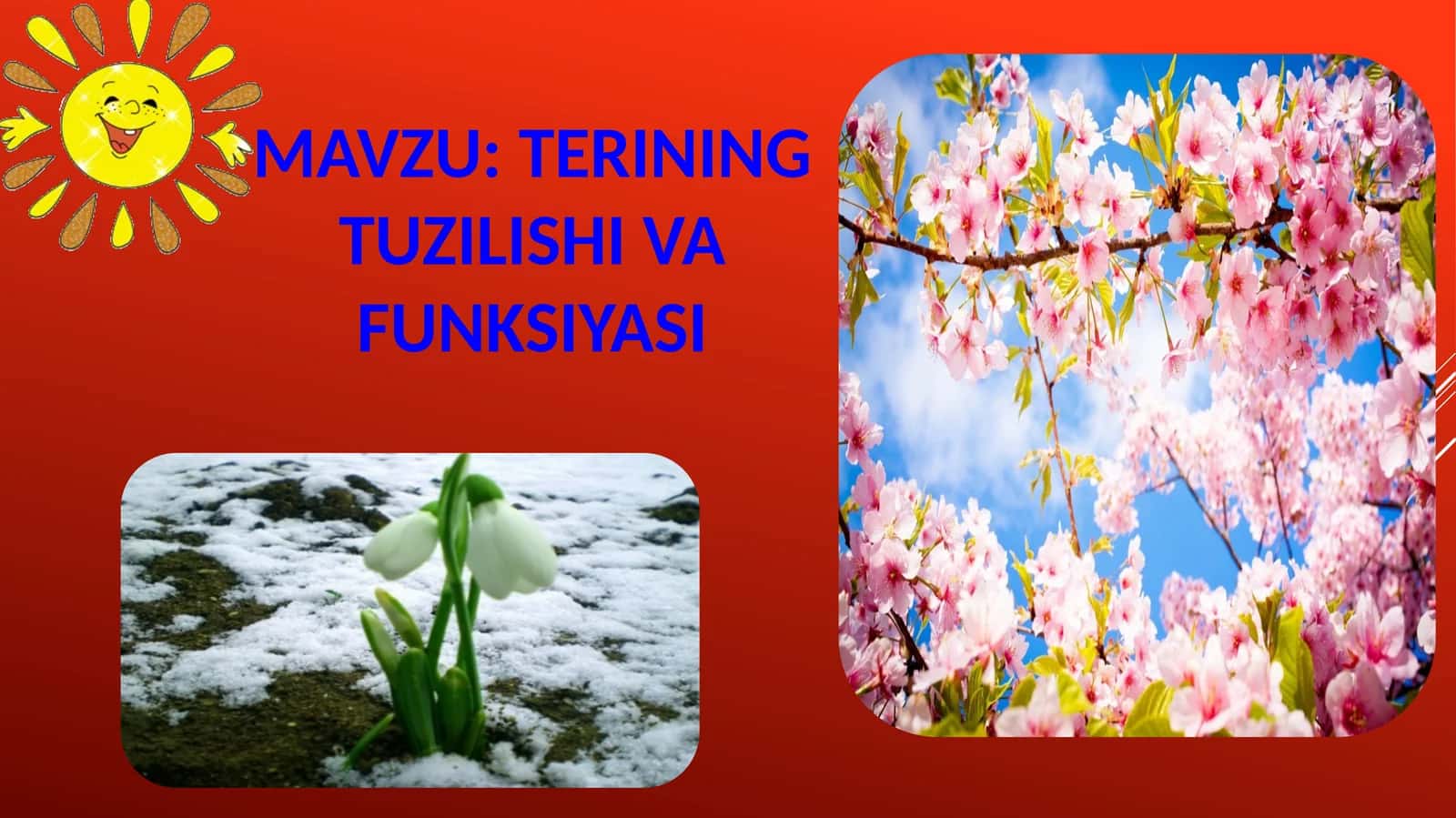 Terining tuzilishi va funksiyasi 1