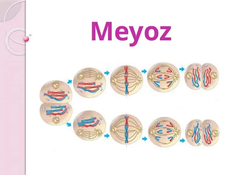 Meyoz 1