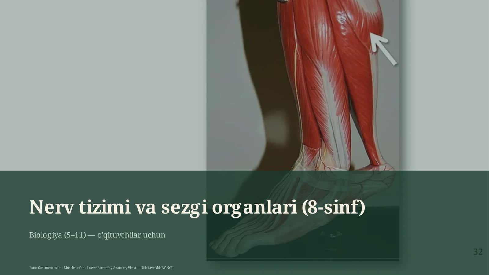 Nerv tizimi va sezgi organlari (8-sinf) 1