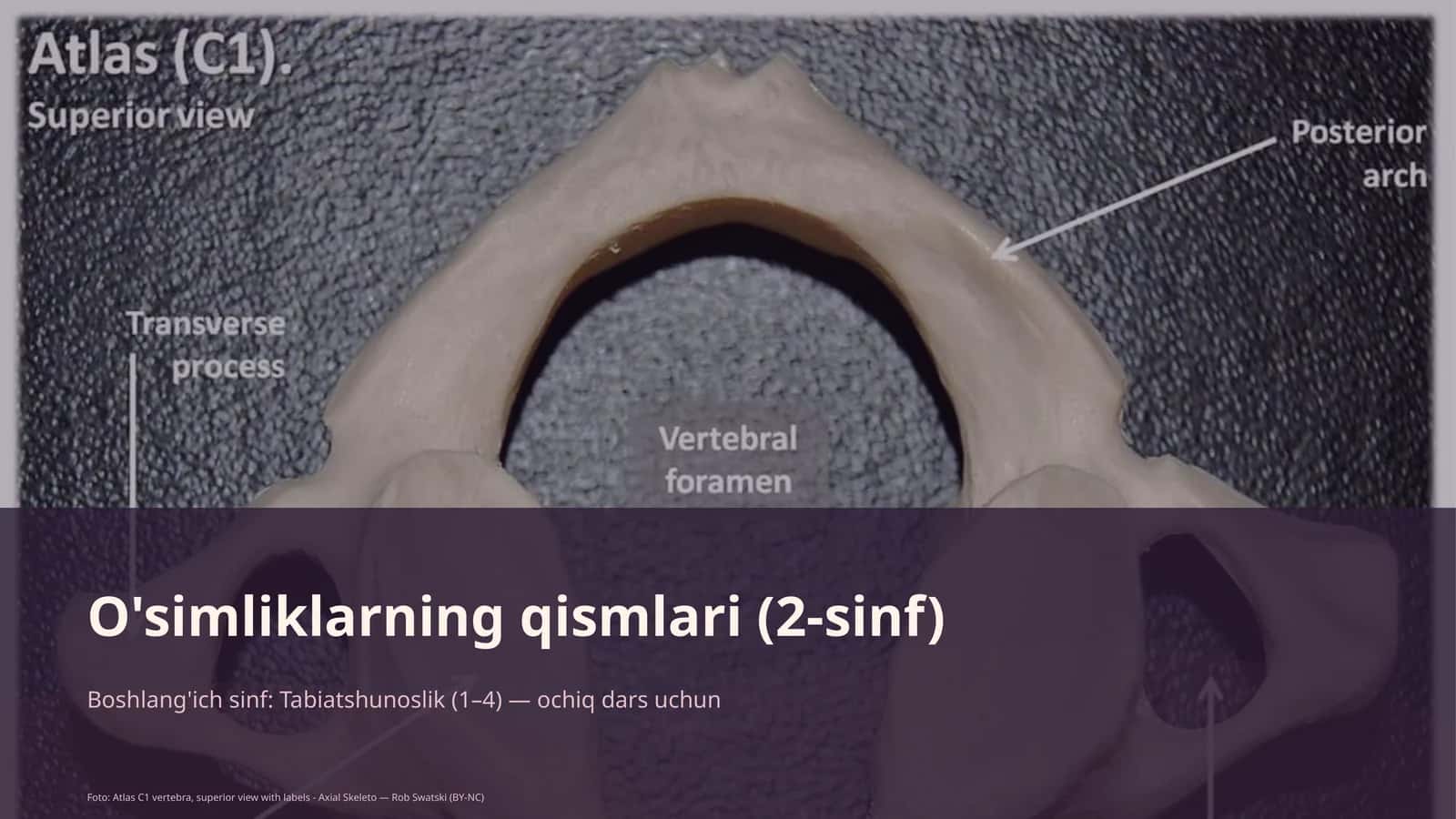 O'simliklarning qismlari (2-sinf) 1