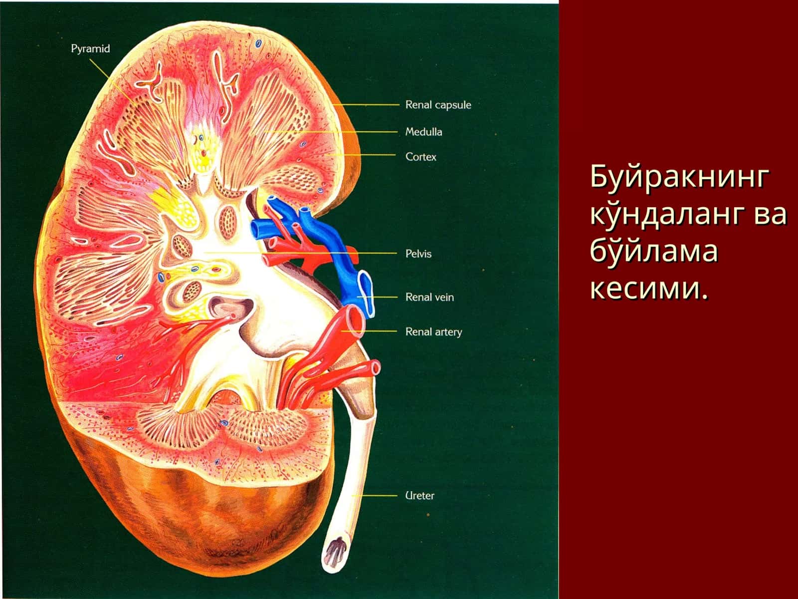 Буйракнинг кўндаланг ва бўйлама кесими 1