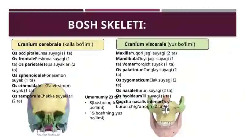 Boshning miya bolimi suyaklari:ensa peshona g'alvirsimon ponasimon dimog' suyaklari 1