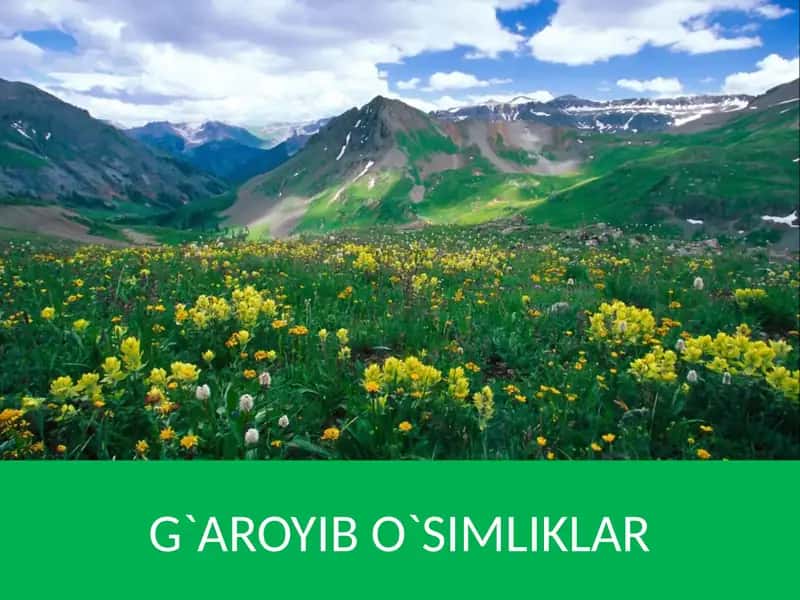 G`AROYIB O`SIMLIKLAR 1