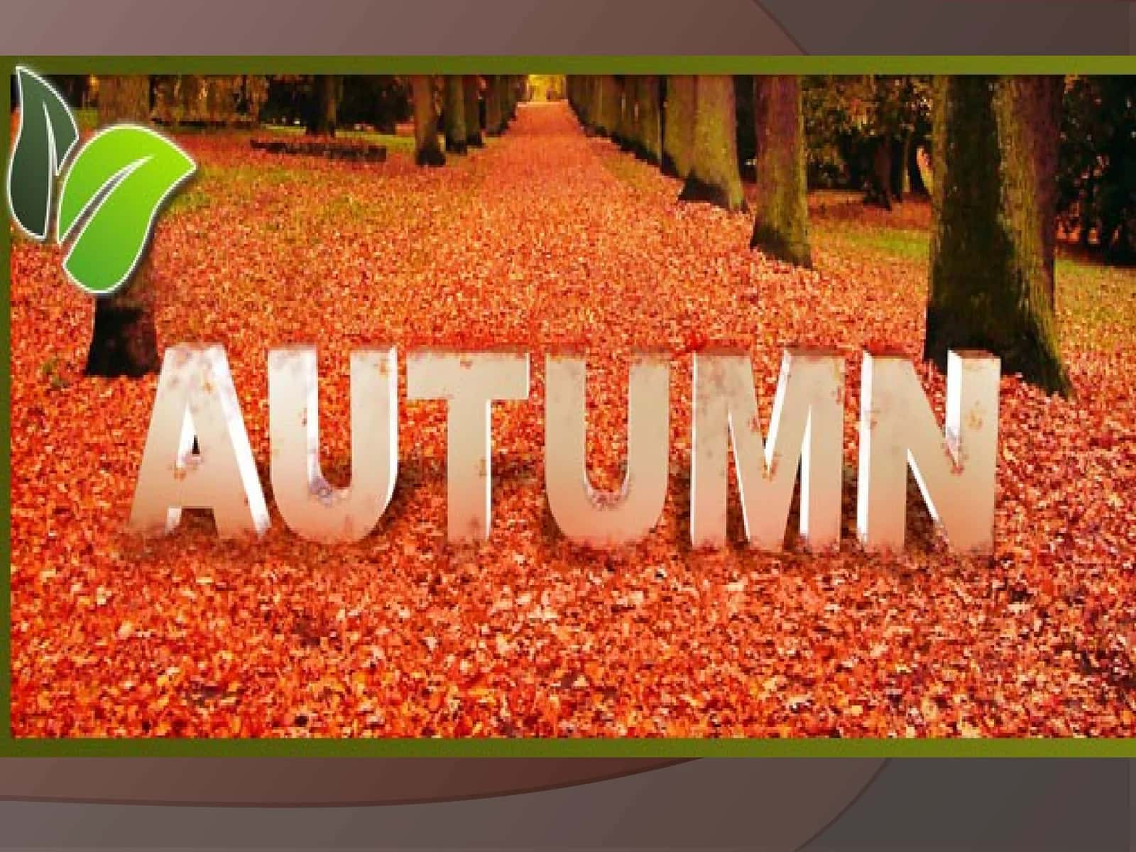 Autumn is one of the four seasons 1