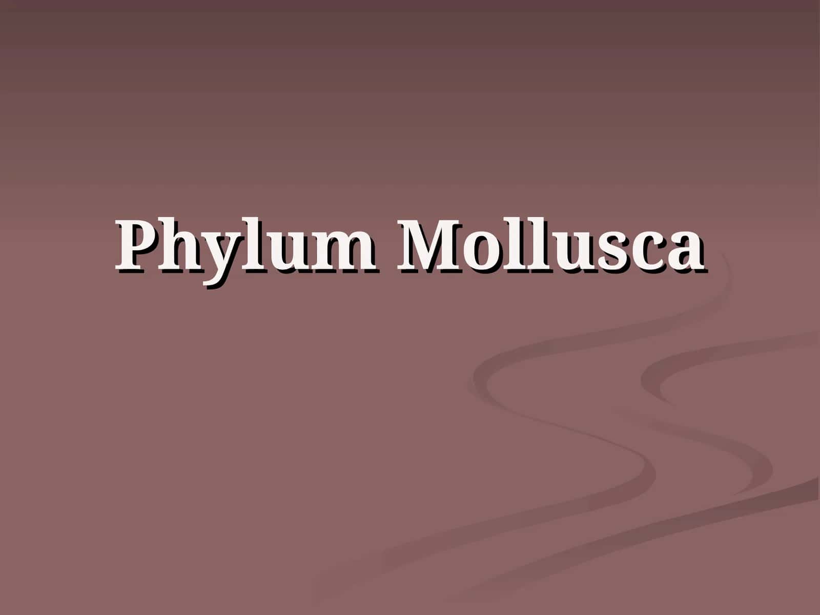 Phylum Mollusca 1