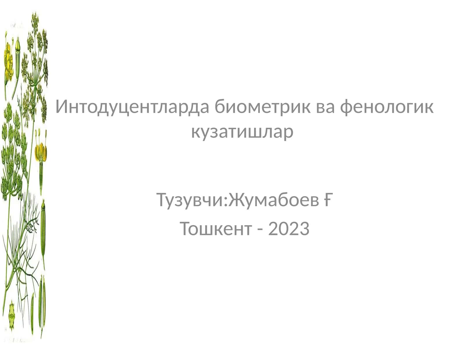 Интодуцентларда биометрик ва фенологик кузатишлар 1