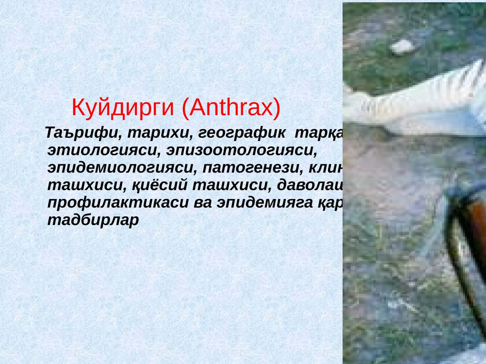 Куйдирги(Anthrax) 1
