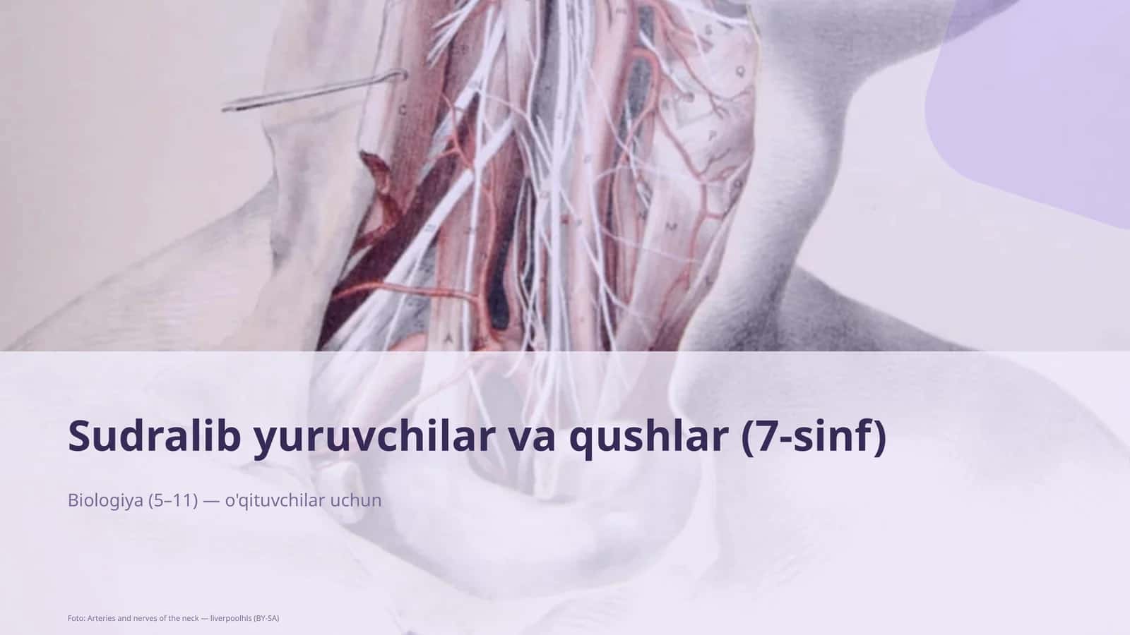Sudralib yuruvchilar va qushlar (7-sinf) 1