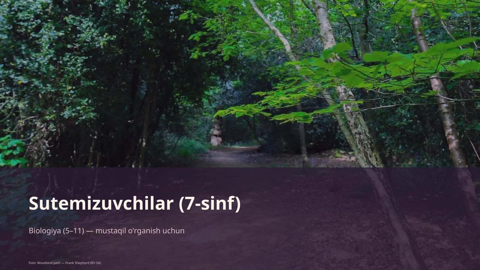 Sutemizuvchilar (7-sinf) 1