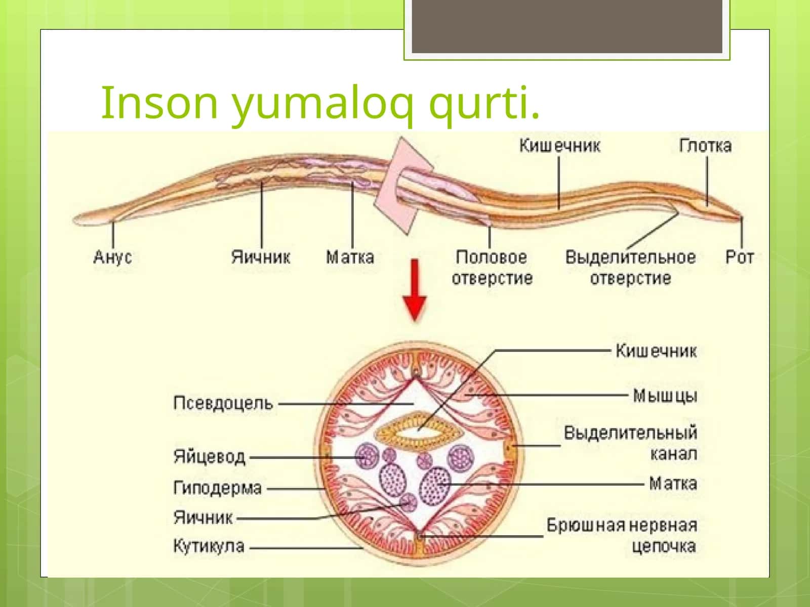 Dumaloq qurt 1