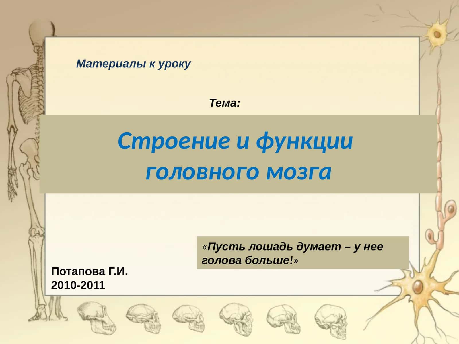 Строение и функции головного мозга 1