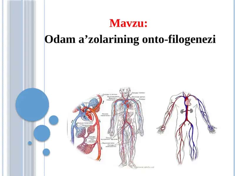 Odam a’zolarining onto-filogenezi 1