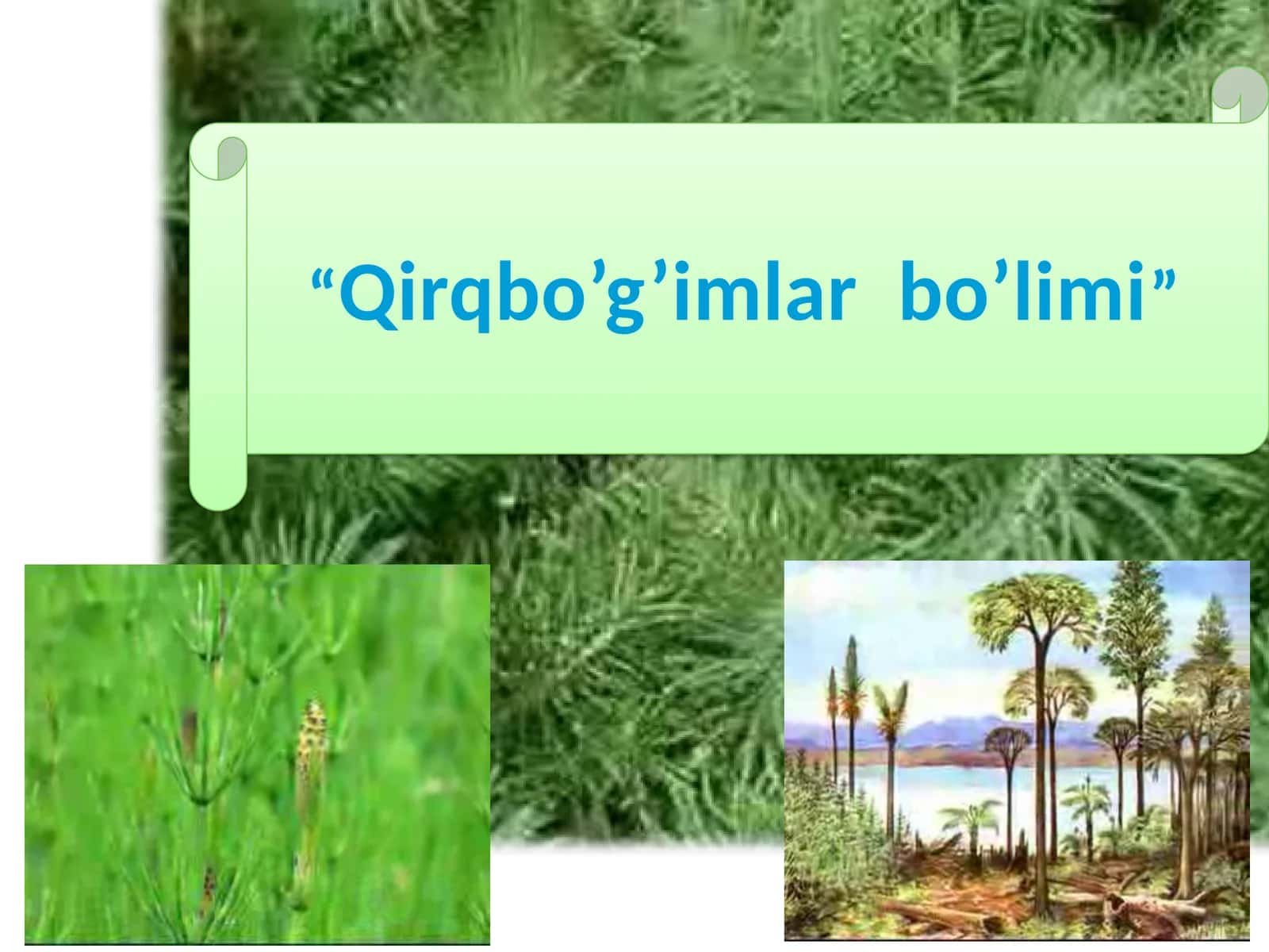 Qirqbo’g’imlar bo’limi 1