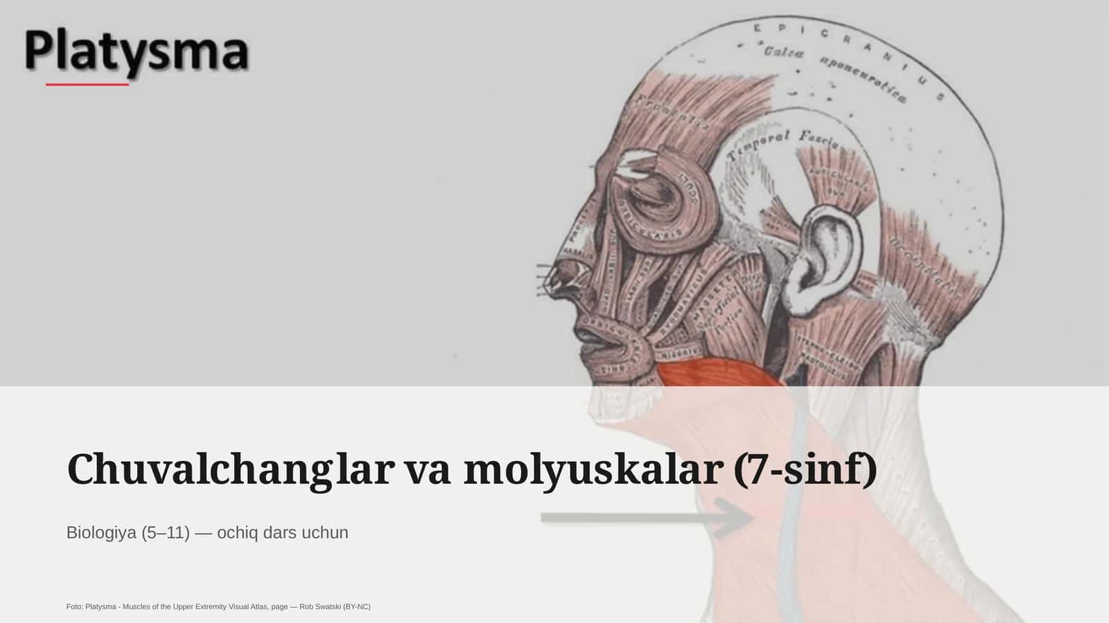 Chuvalchanglar va molyuskalar (7-sinf) 1