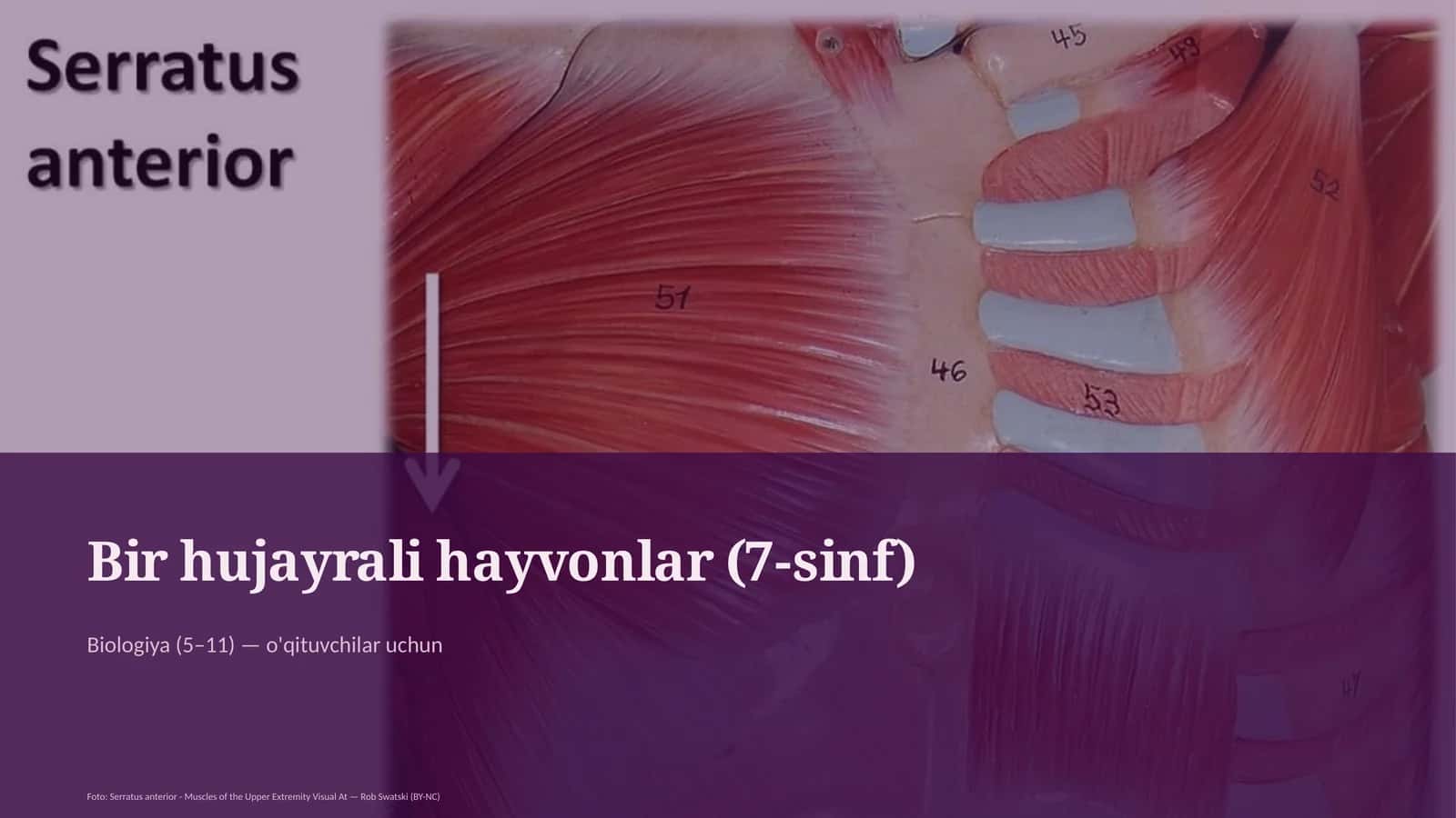 Bir hujayrali hayvonlar (7-sinf) 1