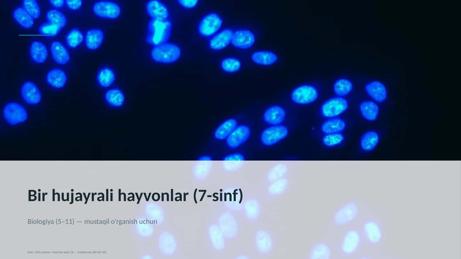 Bir hujayrali hayvonlar (7-sinf) 1