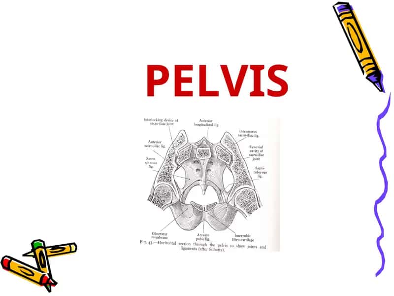 Pelvis 1