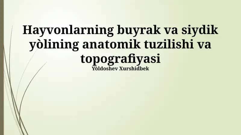 Hayvonlarning buyrak va siydik yòlining anatomik tuzilishi va topografiyasi 1