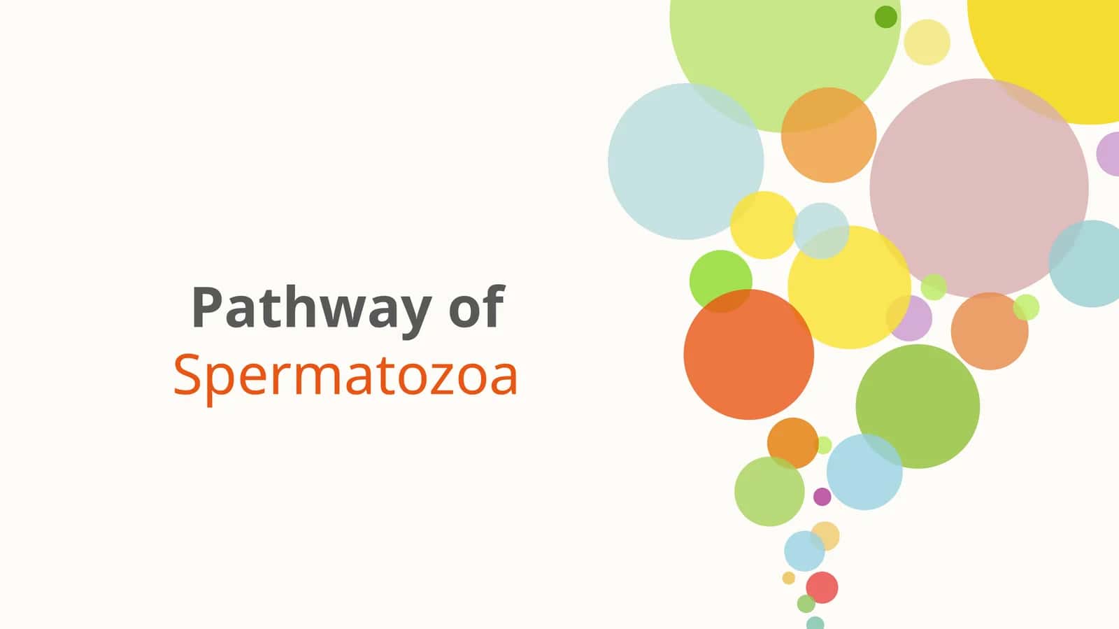 Pathway of Spermatozoa 1