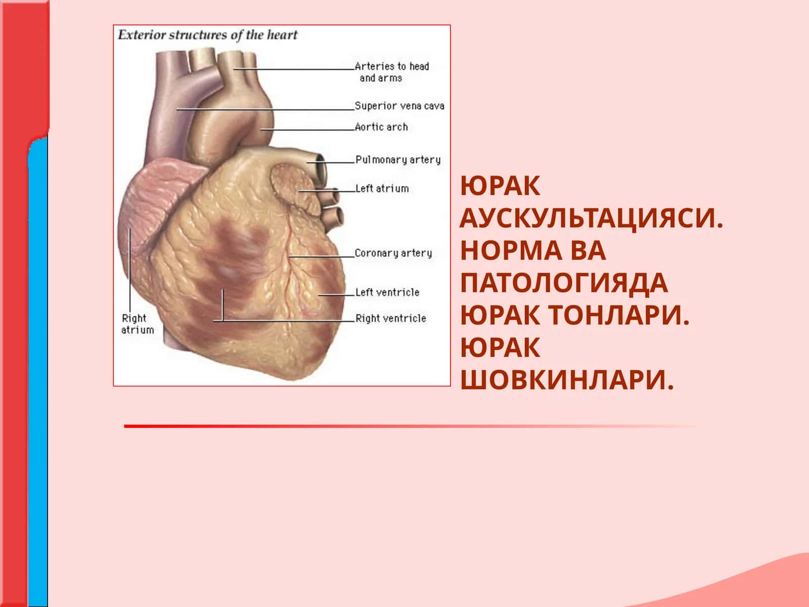 ЮРАК АУСКУЛЬТАЦИЯСИ 1