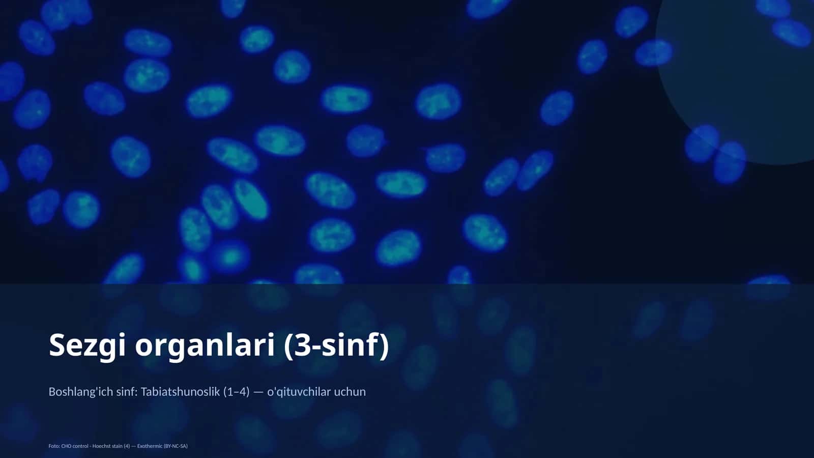 Sezgi organlari (3-sinf) 1