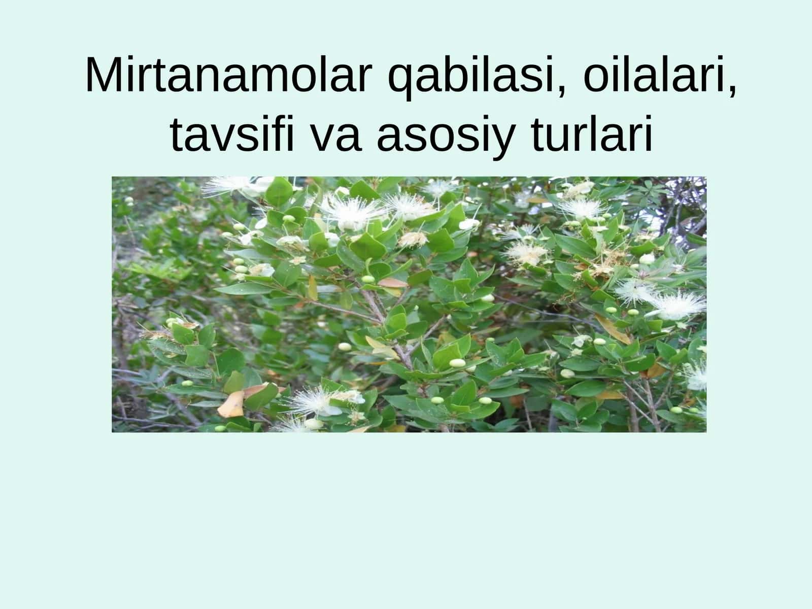 Mirtanamolar qabilasi, oilalari, tavsifi va asosiy turlari 1