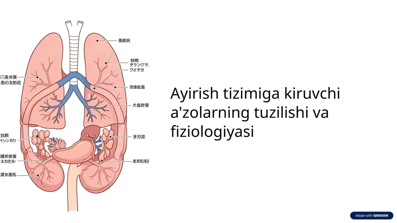 Ayirish tizimiga kiruvchi a'zolarning tuzilishi va fiziologiyasi 1