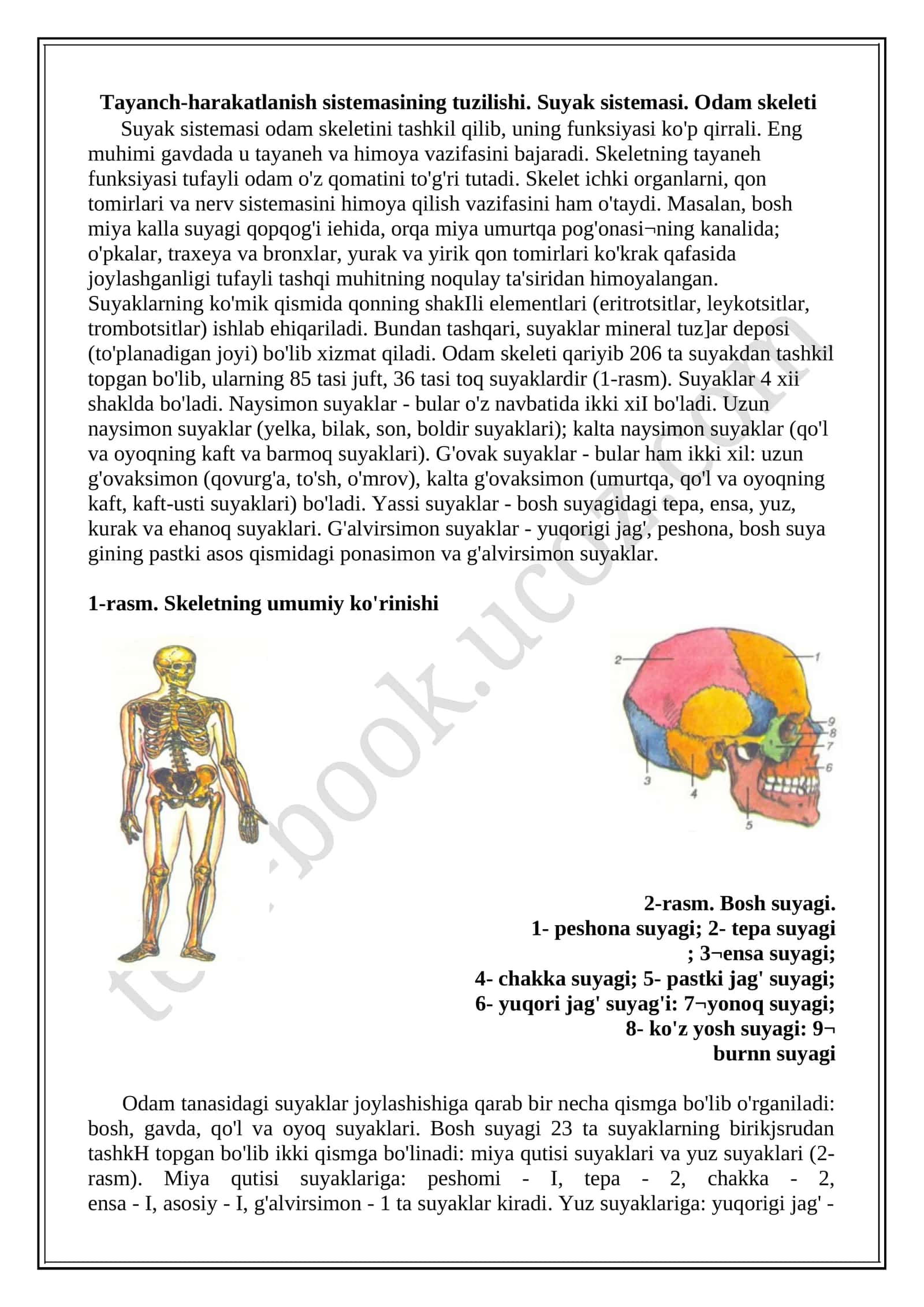 Tayanch-harakatlanish sistemasining tuzilishi. Suyak sistemasi. Odam skeleti 1