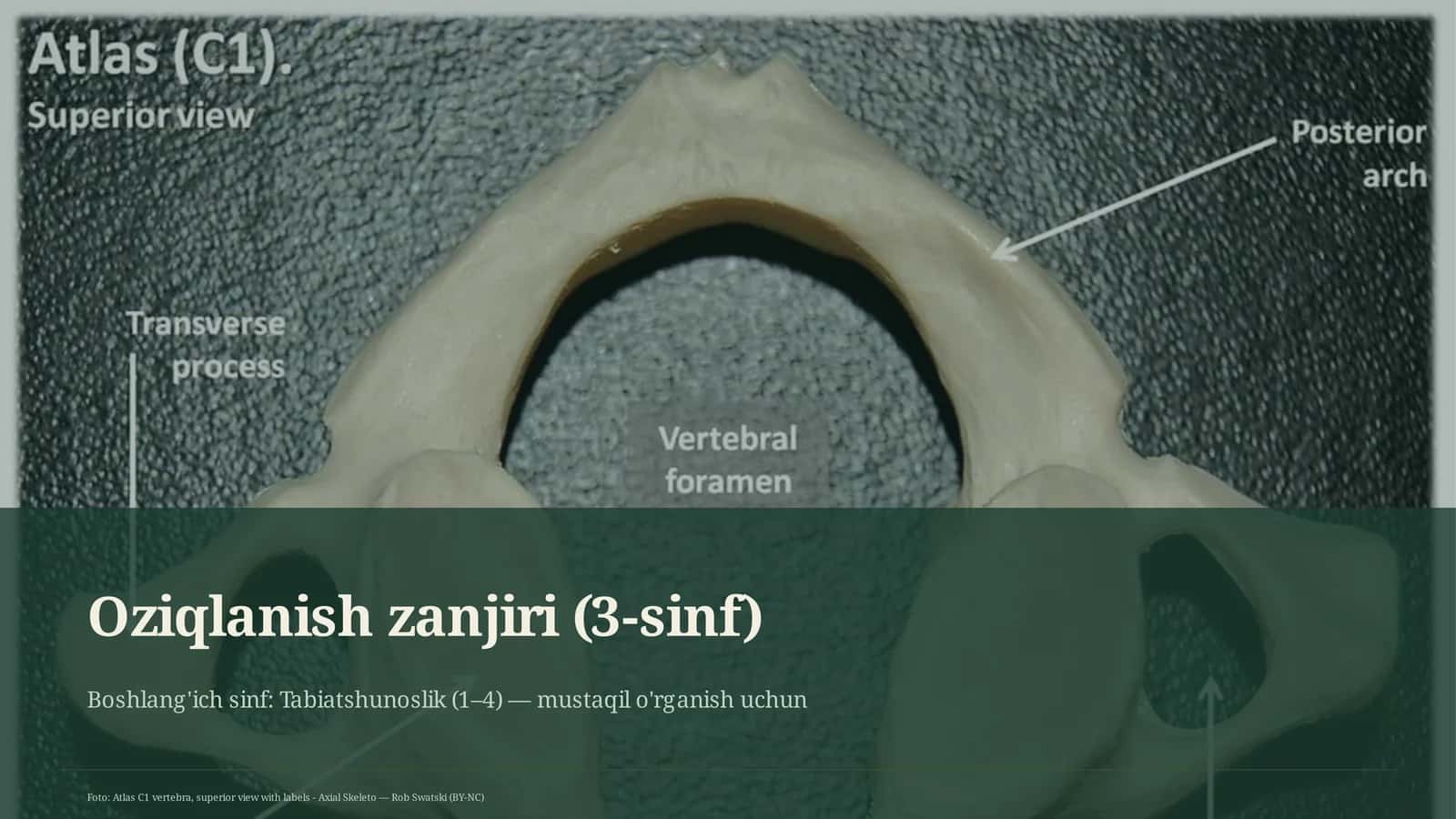 Oziqlanish zanjiri (3-sinf) 1