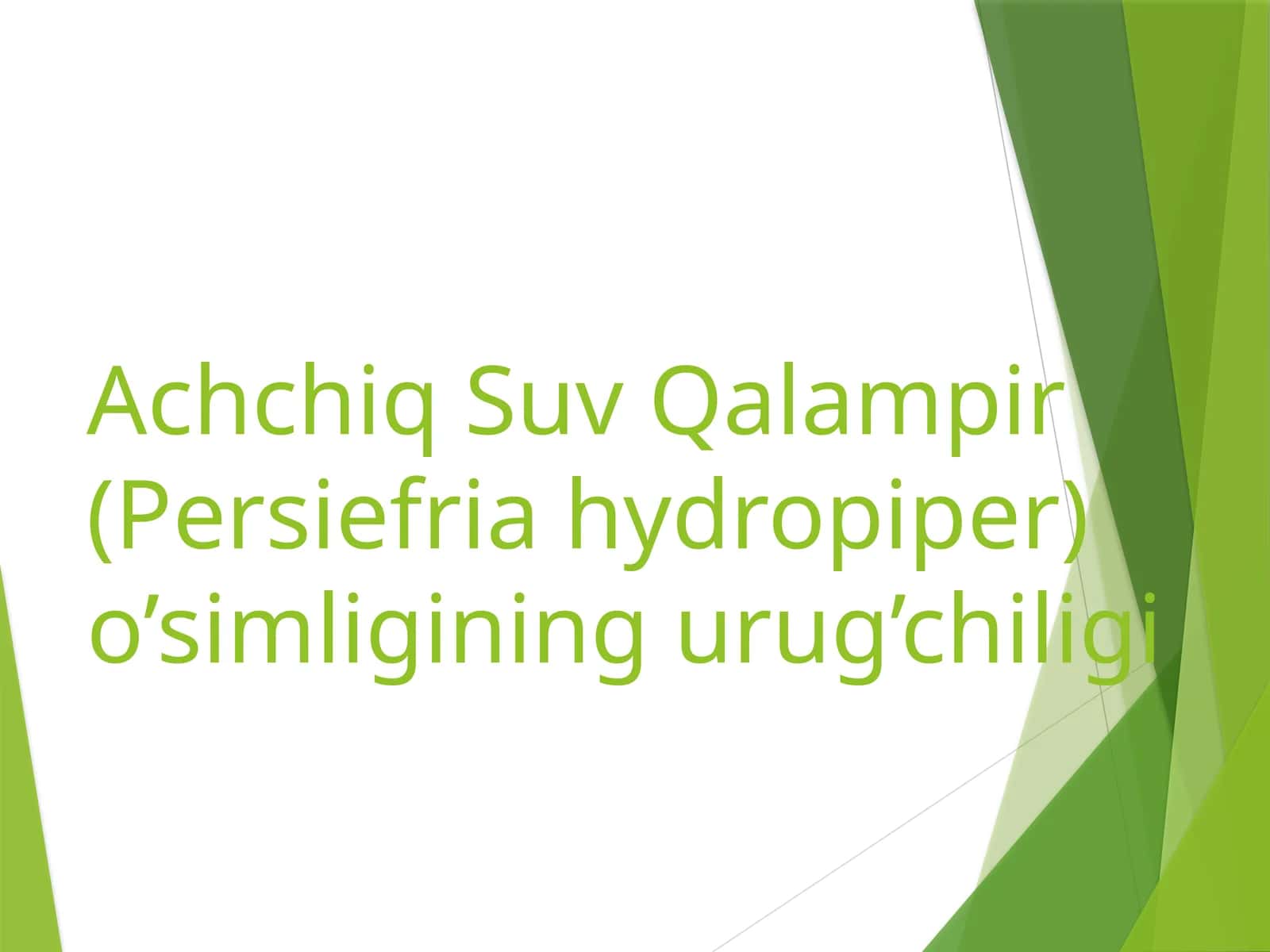 Achchiq SuvQalampir (Persiefria hydropiper) 1