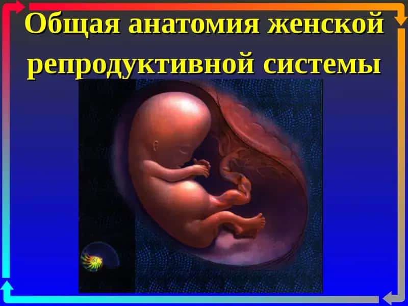 Общая анатомия женской репродуктивной системы 1