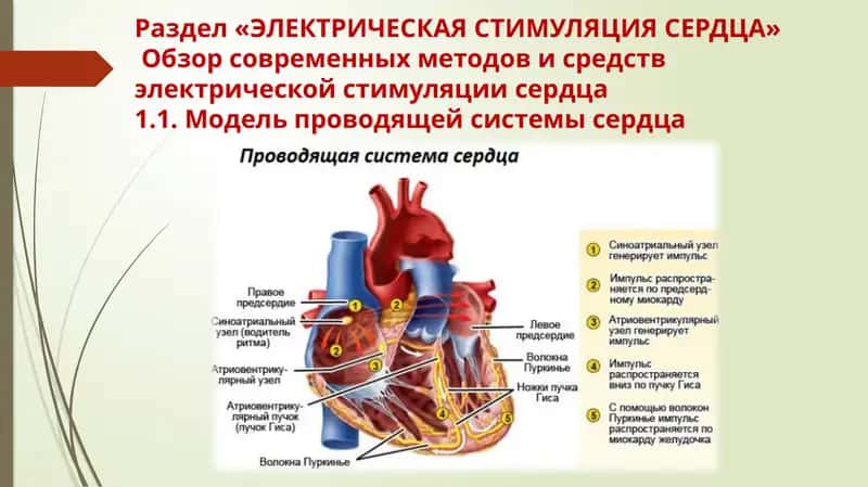 ЭЛЕКТРИЧЕСКАЯ СТИМУЛЯЦИЯ СЕРДЦА 1