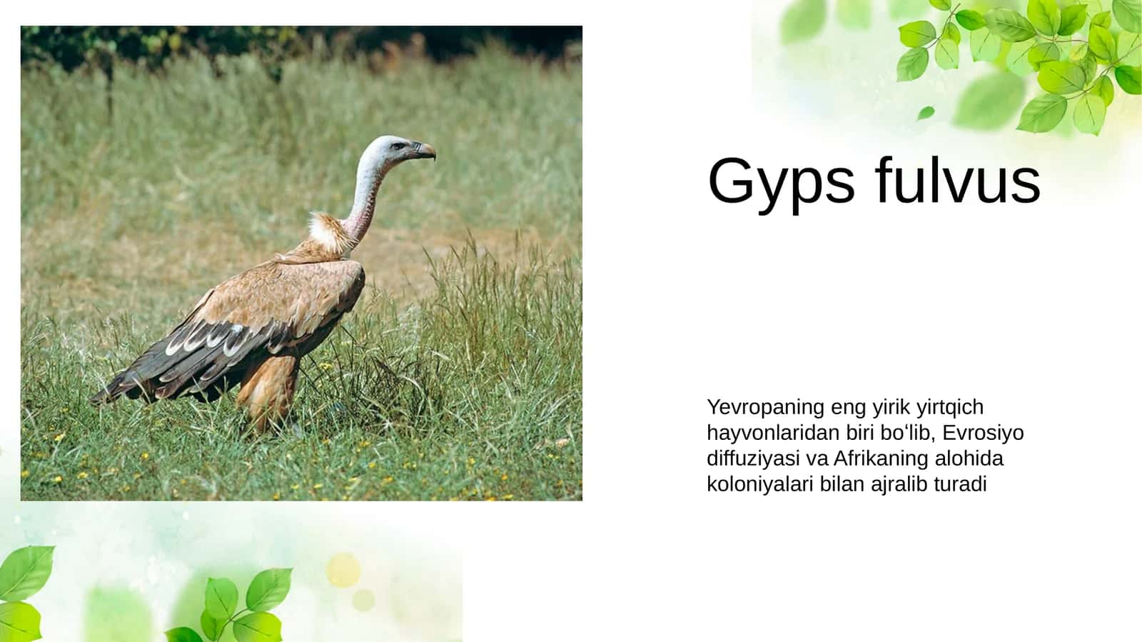 Gypsfulvus 1
