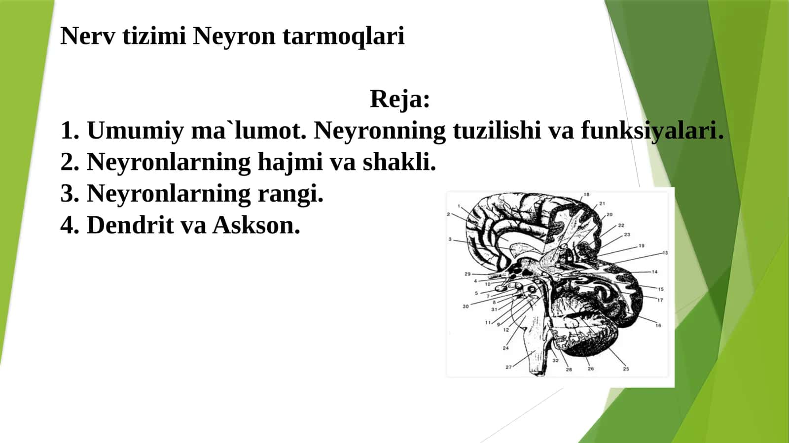 NervtizimiNeyrontarmoqlari 1