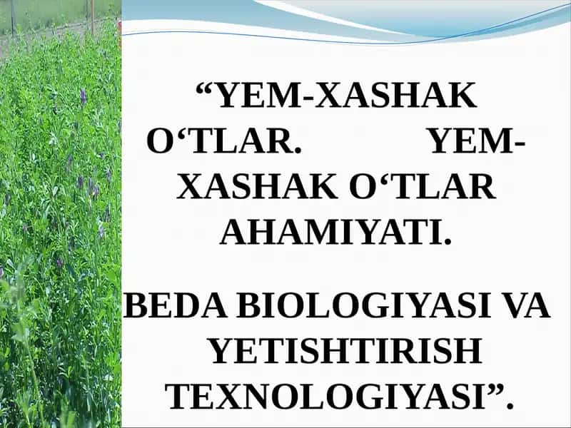 YEM-XASHAK O‘TLAR. YEM-XASHAK O‘TLAR AHAMIYATI. BEDA BIOLOGIYASI VA YETISHTIRISH TEXNOLOGIYASI 1