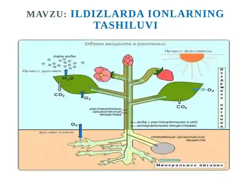 Ildizlardaionlarning tashiluvi 1
