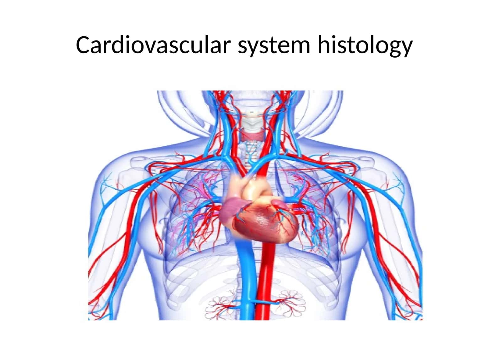 Cardiovascular system 1