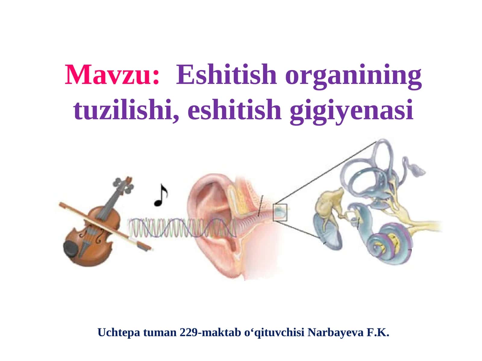 Eshitish organining tuzilishi, eshitish gigiyenasi 1