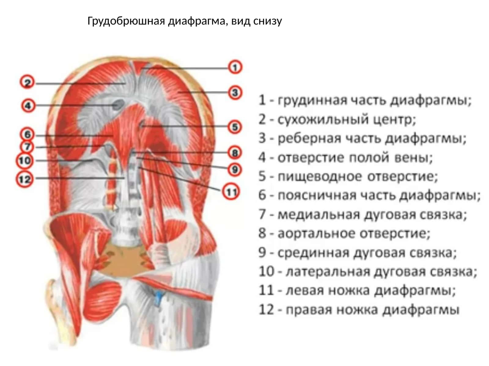 Грудобрюшная диафрагма 1