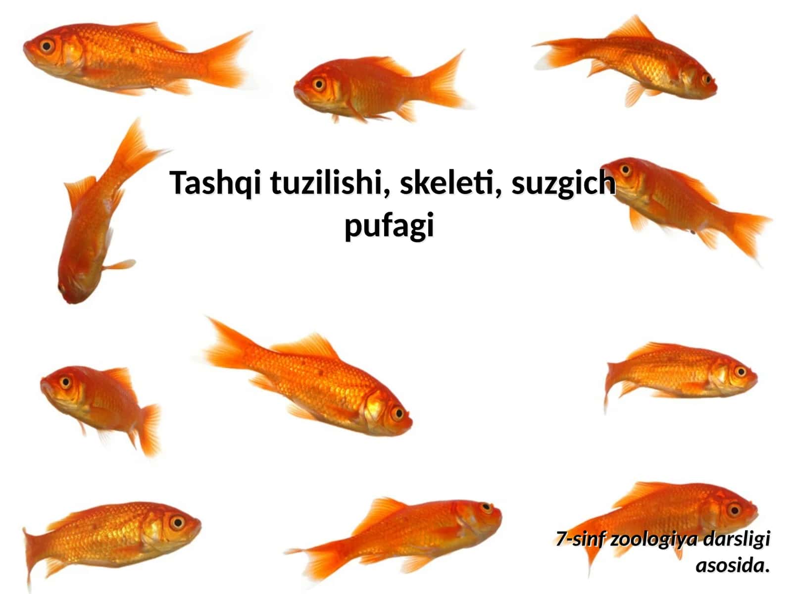 Zog‘or baliq 1