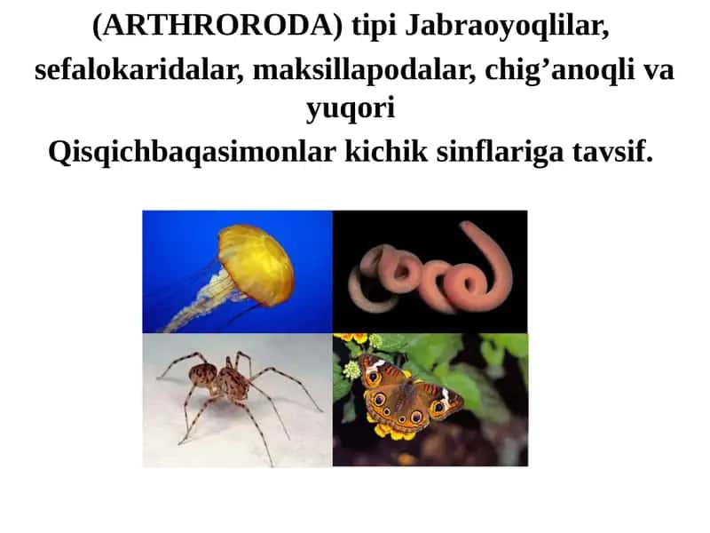 (ARTHRORODA) tipi Jabraoyoqlilar, sefalokaridalar, maksillapodalar, chig’anoqli va yuqori Qisqichbaqasimonlar 1
