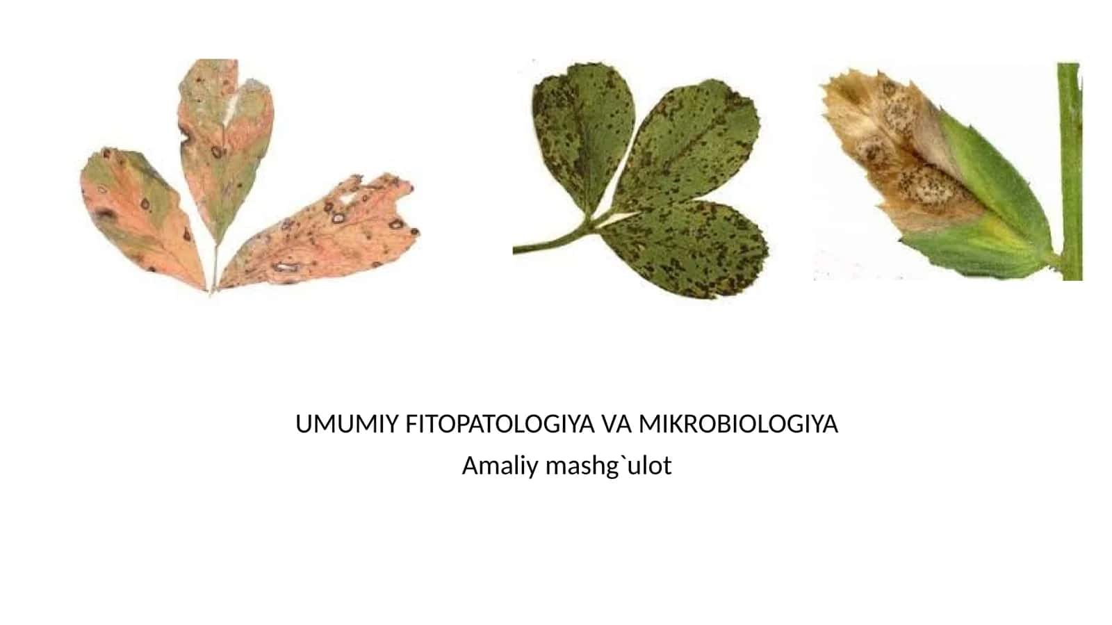 UMUMIY FITOPATOLOGIYA VA MIKROBIOLOGIYA 1