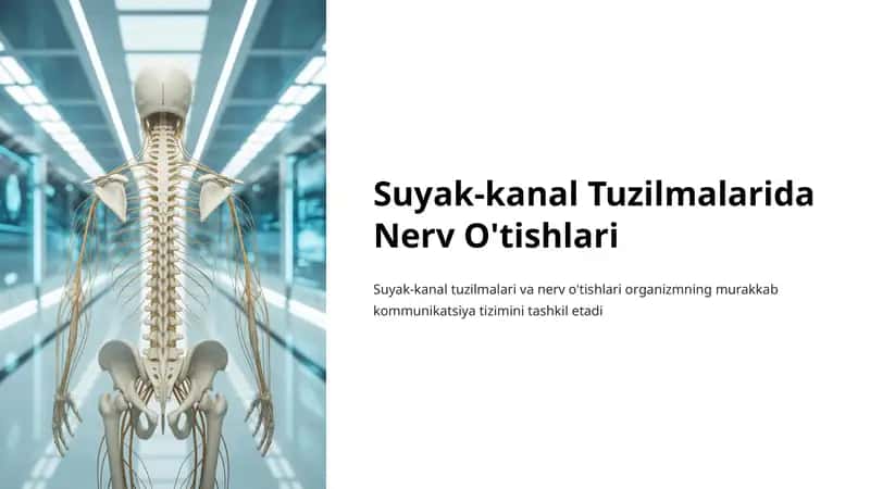Suyak-kanal Tuzilmalari va Nerv O'tishlari 1