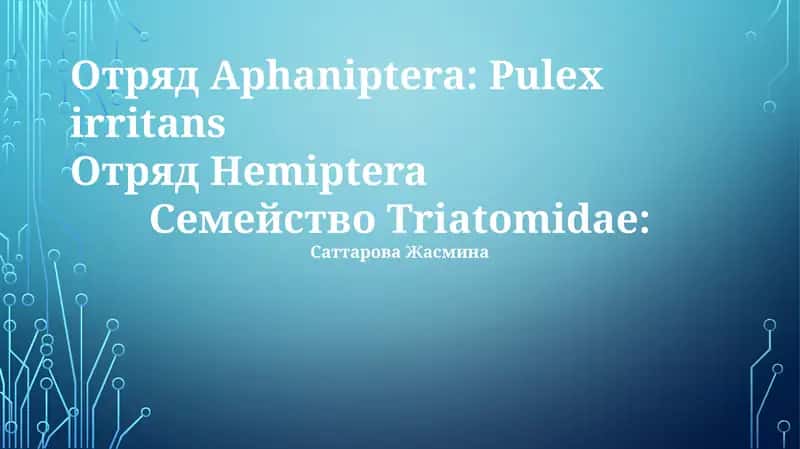 Aphaniptera: Pulex irritans 1
