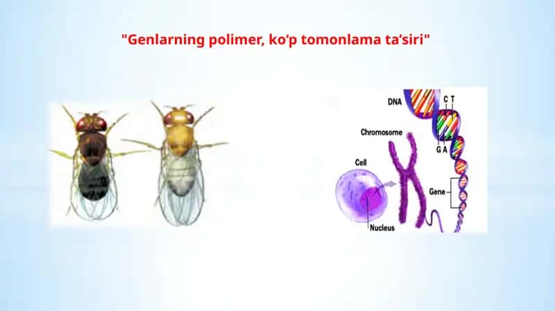 Genlarning polimer ta'siri 1